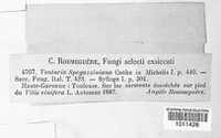 Niesslia spegazziniana image